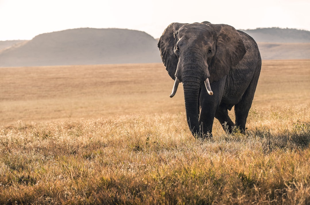 Africa