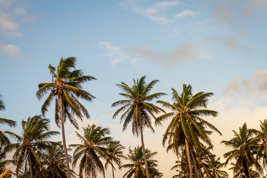 Caribbean